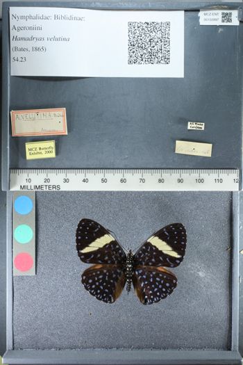 Media type: image;   Entomology 150997